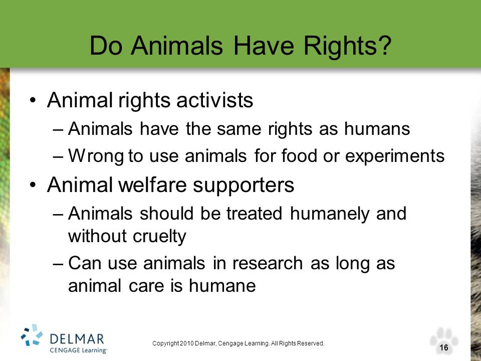 Should animals have the same rights as people?